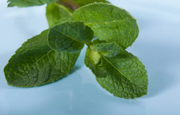 A branch of mint on a blue background, spices.