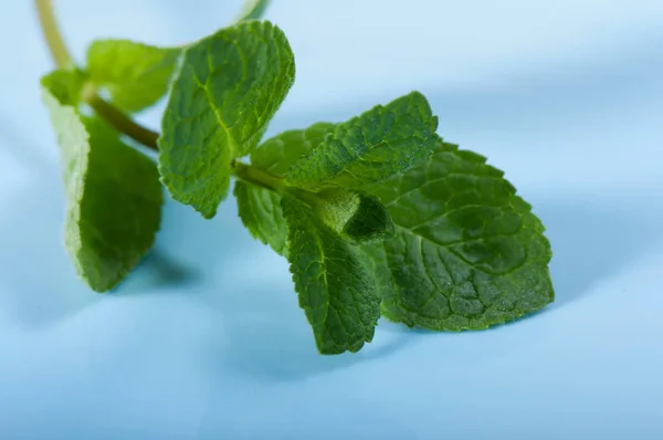 Una Rama Menta Sobre Fondo Azul Especias —  Fotos de Stock