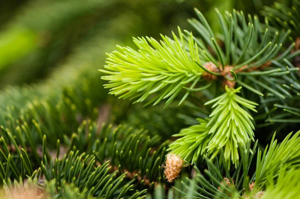 Christmas Background Natural Spruce Branch Nature — Stock Photo, Image