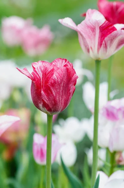 Lindas Flores Tulipa Fundo Verde — Fotografia de Stock