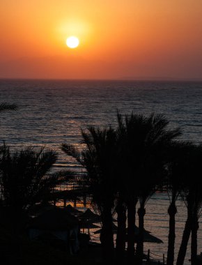 Deniz zemininde güzel yeşil palmiye ağacı, sabah doğal tropikal arka plan.