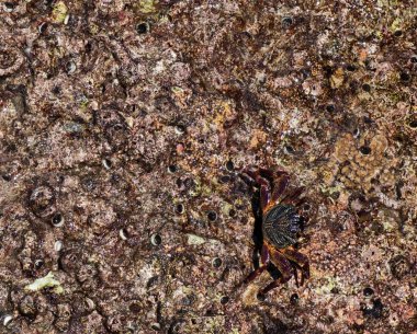 Mercan taşında deniz yengeci, doğal tropikal zemin.