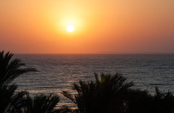 Beau Palmier Vert Sur Fond Mer Matin Fond Tropical Naturel — Photo