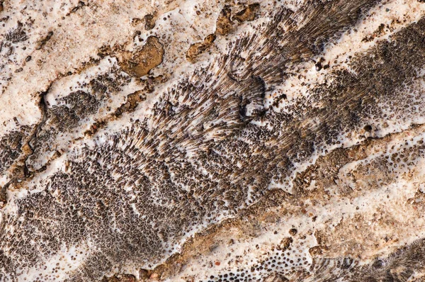 Natuurlijke Tekening Van Kustkoraalsteen Natuurlijke Abstracte Textuur — Stockfoto