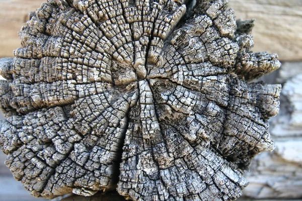 Cut of an old tree with annual rings on it. A piece of very old log. Asymmetric cut of an old tree with annual rings. Detailed rough texture.