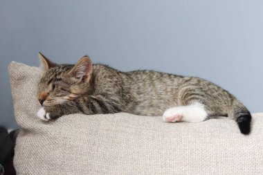 Kör, uykulu, küçük kedicik.