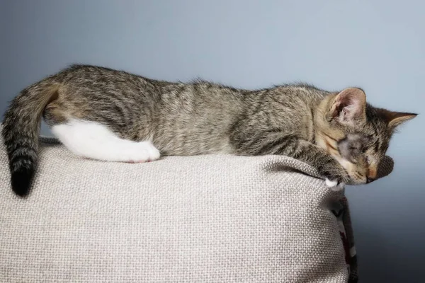 Cego Sonolento Tabby Pequeno Gatinho — Fotografia de Stock