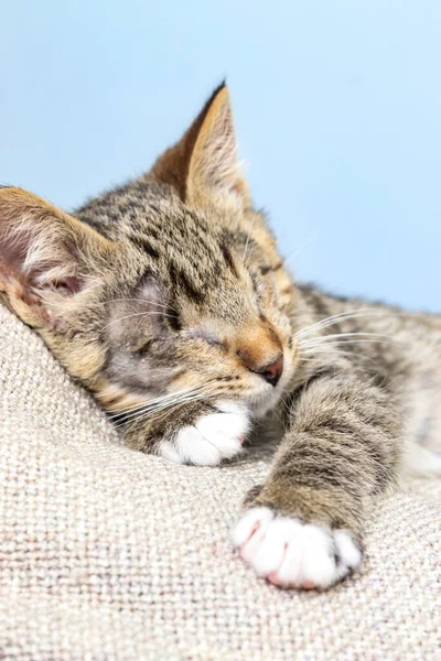 Blind Sleepy Tabby Little Kitten — Stock Photo, Image