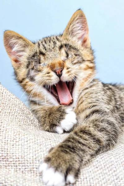 Blind Sleepy Tabby Kitten Yawns — Stock Photo, Image