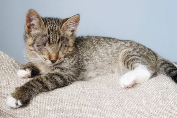 Blind sleepy tabby little kitten