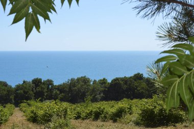 ağaçların tepesinde deniz manzarası
