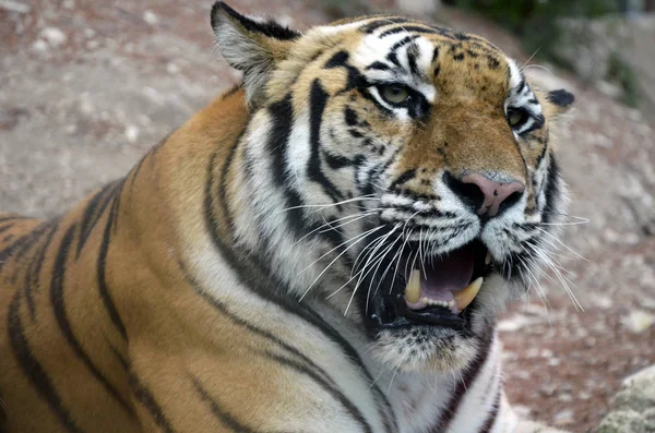 striped tiger with open mouth