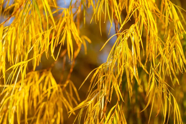 Sarı yapraklar, arka planda hafif güneş ışığıyla yakın çekim yapar.