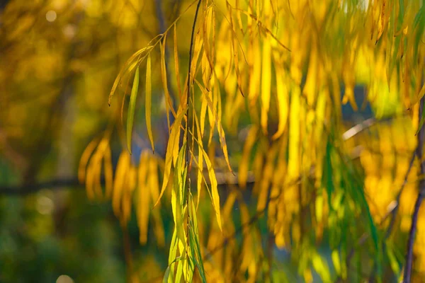 Gelbe Blätter Nahaufnahme Gegenlicht Mit Leichtem Sonnenlicht — Stockfoto