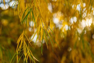 Sarı yapraklar, arka planda hafif güneş ışığıyla yakın çekim yapar.