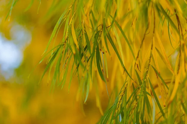 Sarı yapraklar, arka planda hafif güneş ışığıyla yakın çekim yapar.