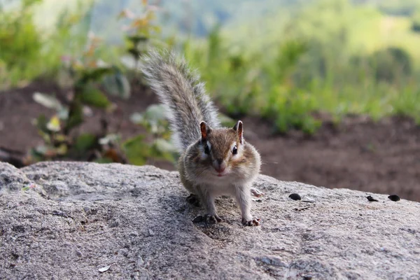 Taş üzerinde kabarık sincap