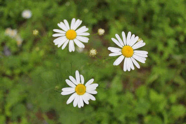 Daisy çim zemin üzerine