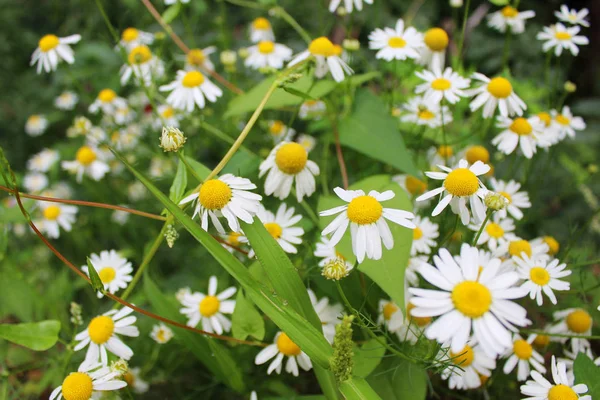 Papatya yeşil çimenlerin üzerinde Glade