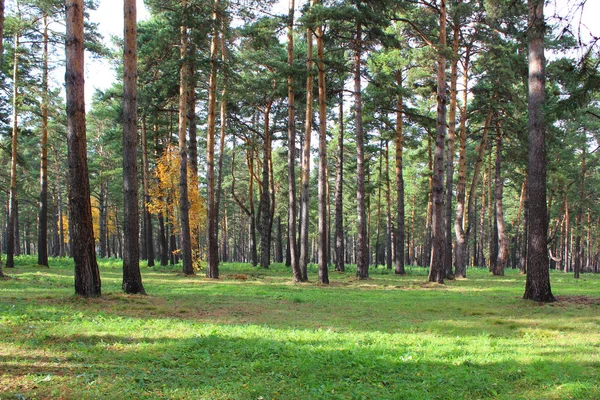 Хвойні Ліси Початку Осені — стокове фото