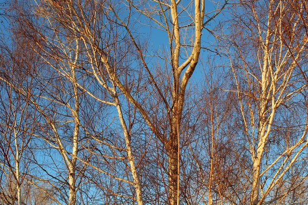 Sonbahar gökyüzü parlak mavi karşı ağaçların gövdeleri