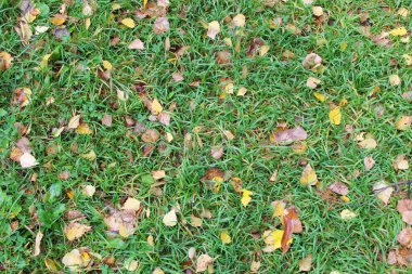 Çimlerde sonbahar yaprakları