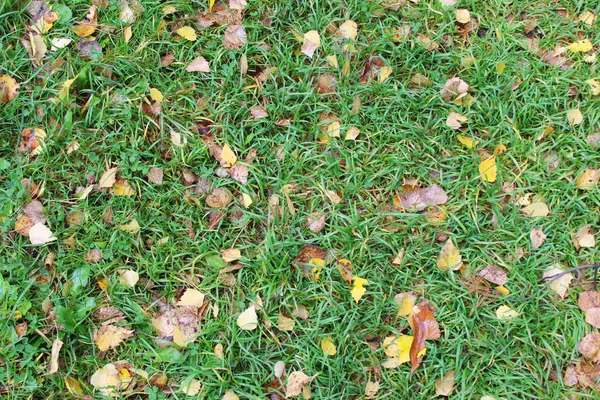 Çimlerde sonbahar yaprakları