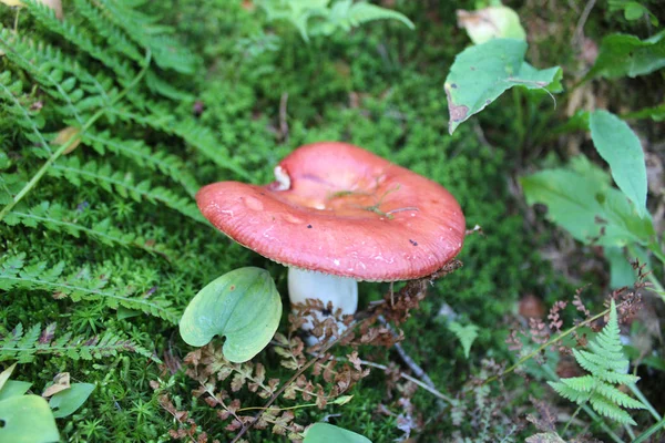 yenilebilir mantar yakın çekim