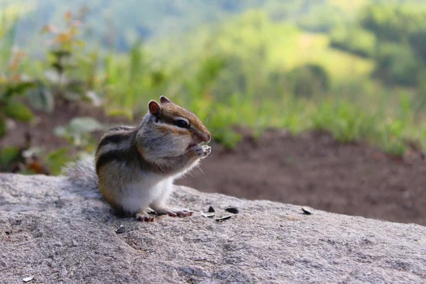 Chipmunk Rock Chewing Sunflower Seeds — Stock Photo, Image