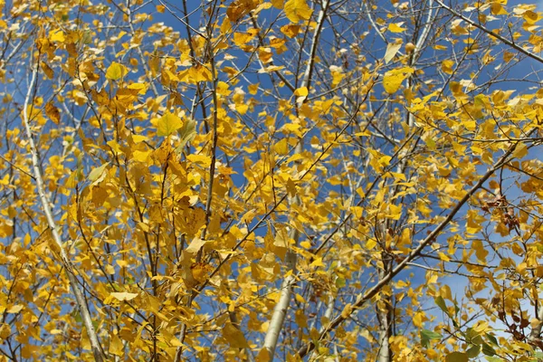 Mavi gökyüzü arka plan üzerinde parlak sarı sonbahar yaprakları