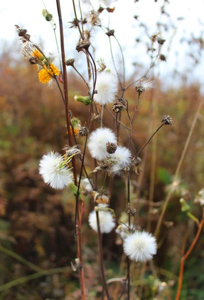 Pastel beyaz kabarık çiçek geç sonbahar renkleri