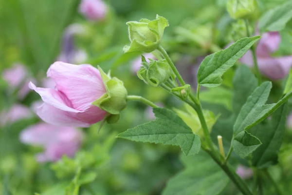 Narin pembe orman çiçek yeşil zemin üzerine