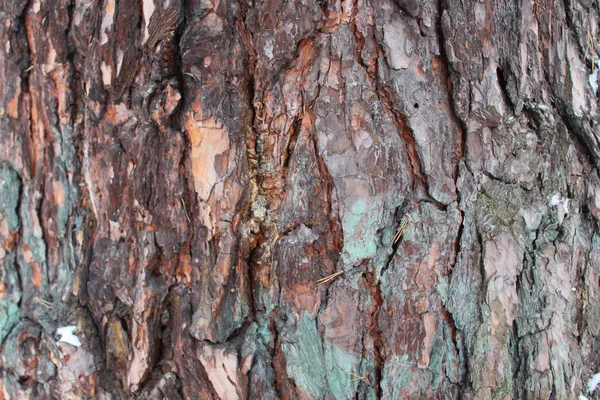Bir büyük ağaç-arka plan ve doku kabartma kahverengi kabuğu