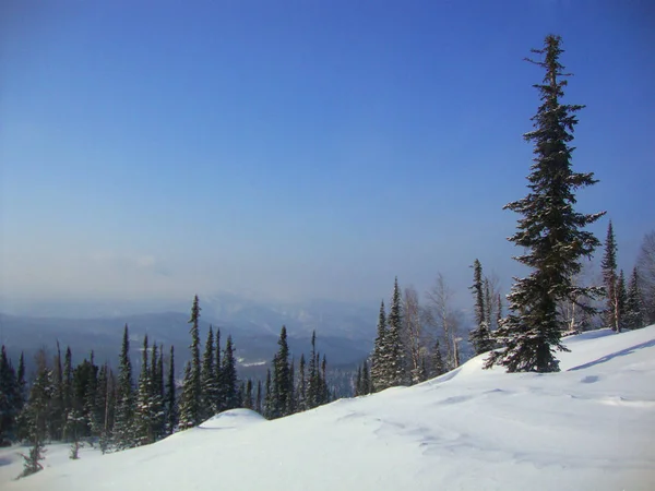Güzel kış manzara-orman, iğne yapraklı ağaçlar, dağın tepesinde kar
