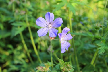 Orman geranium yeşil zemin üzerine mavi çiçek