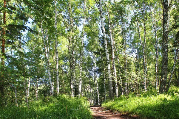 Huş ağacı orman güneşli bir günde yaz aylarında