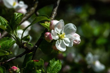 İlkbaharda çiçek açan elma çiçek