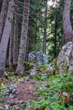 Avusturya Alpleri'nde orman manzaralı