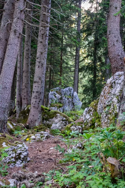 Vista Del Bosque Los Alpes Austríacos — Foto de Stock