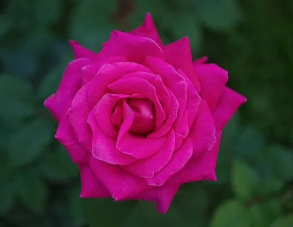 Violette Rose Voller Blüte Nahaufnahme Von Oben — Stockfoto