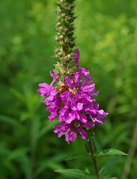 Lady Bug Dzikim Polu Kwitnący Kwiat — Zdjęcie stockowe