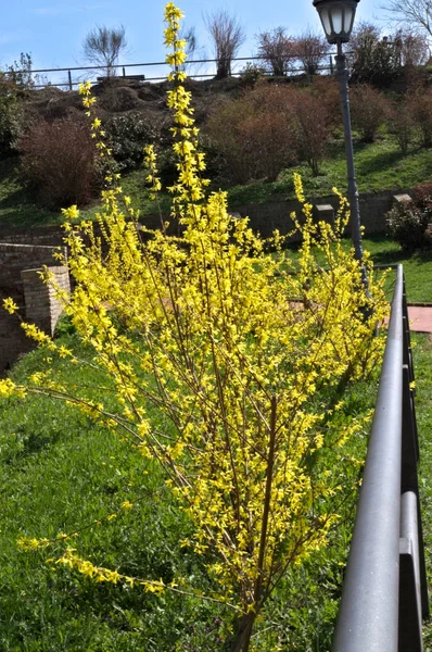 Bush Florescendo Com Flores Amarelas Primavera — Fotografia de Stock