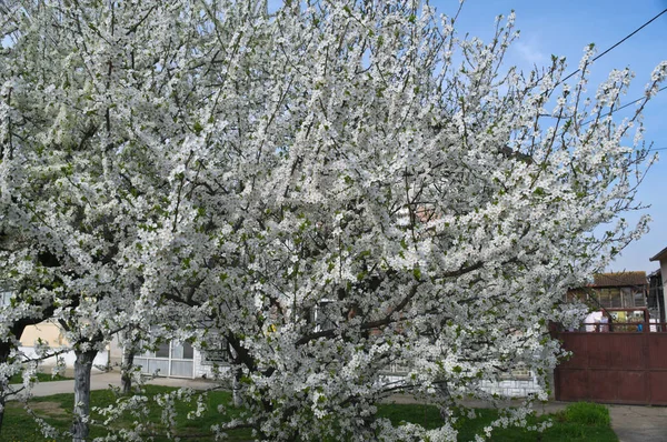 春天开花的樱桃树 — 图库照片