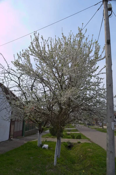 春に桜の木を開花 — ストック写真