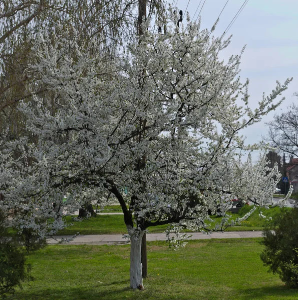 Blühender Kirschbaum Frühling — Stockfoto