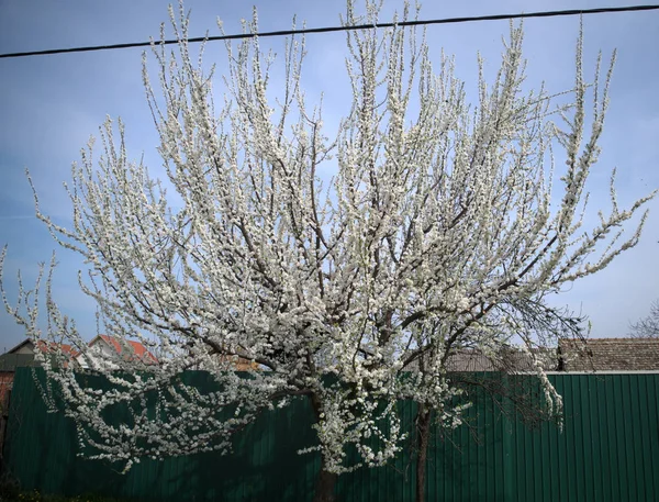 Kersenboom Bloei Voorjaar — Stockfoto