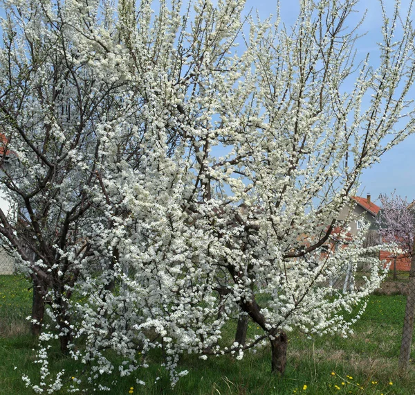 Kirschbaumblüte Frühling — Stockfoto