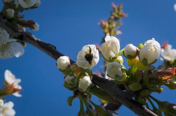 Včela Pracovat Broskvový Květ — Stock fotografie