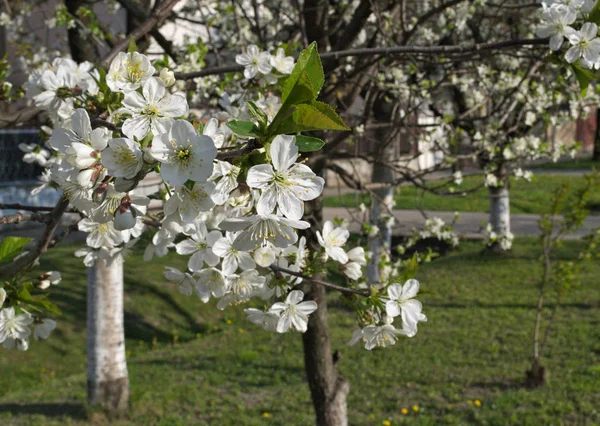 Bahar Çiçek Açması Kiraz Ağacı — Stok fotoğraf