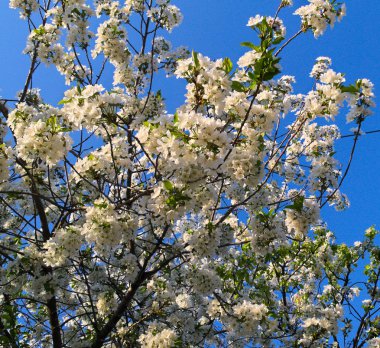 Kiraz ağacı çiçek beyaz çiçekleri tam